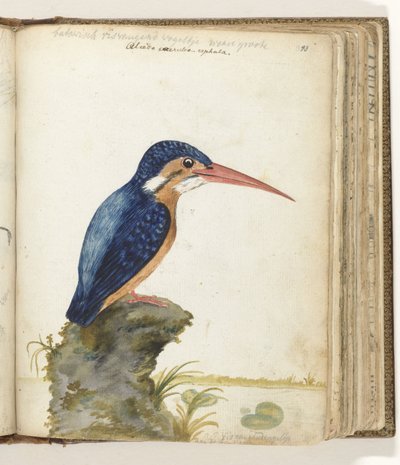 Sinikorvainen Kingfisher tekijältä Jan Brandes