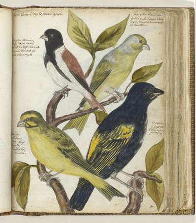 Cape Birds tekijältä Jan Brandes