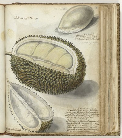 Durian tekijältä Jan Brandes
