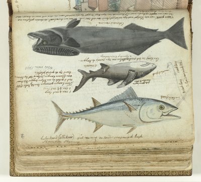 Tonnikala, hai ja remora tekijältä Jan Brandes