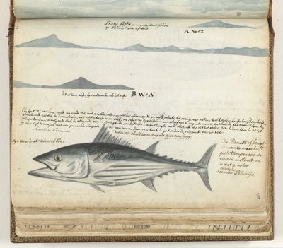 Kanariansaarten rannikkoprofiilit. Kalastaa. tekijältä Jan Brandes