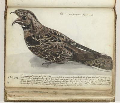 Nightjar tekijältä Jan Brandes