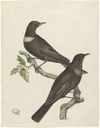 Kaksi rengasrastasta (Purdus torquatus) munalla tekijältä Jan Christiaan Sepp (possibly)