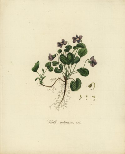 Makea violetti tai englantilainen violetti, Viola odorata tekijältä Jan Christiaen Sepp