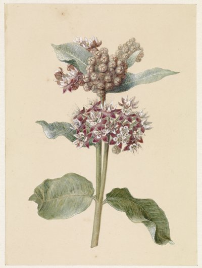 Kukkivat Asclepias-lajit tekijältä Jan Jacob Goteling Vinnis