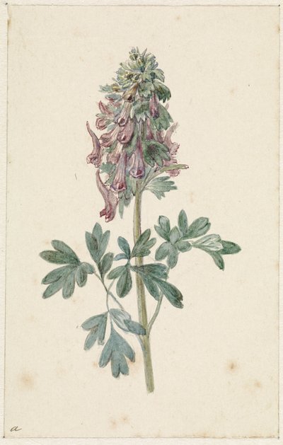 Kukkiva Corydalis bulbosa tekijältä Jan Jacob Goteling Vinnis