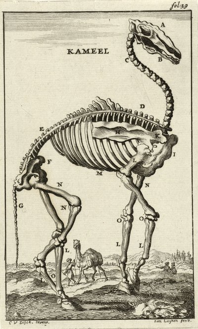 Kamelin luuranko, n. 1680-luku tekijältä Jan Luyken