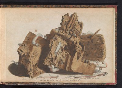 Paalutyön osat, joihin laivamato vaikuttaa, 1731 Kolme tammipuuta Paalwerk aan de Zee-Dykenistä, piirretty wurmenien lävistämän elämän jälkeen (otsikko esineessä) tekijältä Jan Ruyter