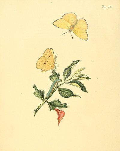 Phoebis sennae (syn. Papilio hyperici) tekijältä Jan Sepp