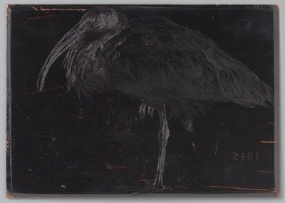 Ibis (alkuperäinen nimi esineessä) tekijältä Jan Veth