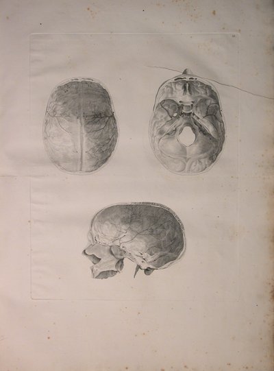Albinus II, Pl. III, Kraniaaliluu, kuva julkaisusta "Tables of human bones", Bernhard Siegfried Albinus (1697-1770), julkaisija J.undH. Verbeek, bibliop. 1753, Leiden, 1753 tekijältä Jan Wandelaar