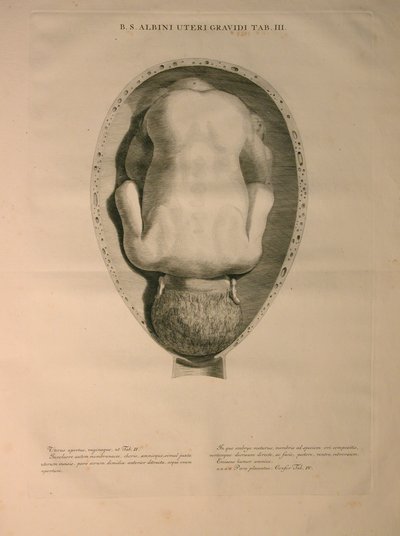 Albinus, Uterus, Pl. III, kuvitus julkaisusta "Tables of human bones", Bernhard Siegfried Albinus (1697-1770), julkaisija J.undH. Verbeek, bibliop., Leiden, 1748 tekijältä Jan Wandelaar
