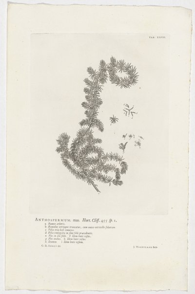 Anthospermum aethiopicum Anthospermum uros. Puutarha. Cliff. 455 sp. 1 (otsikko objektissa) tekijältä Jan Wandelaar