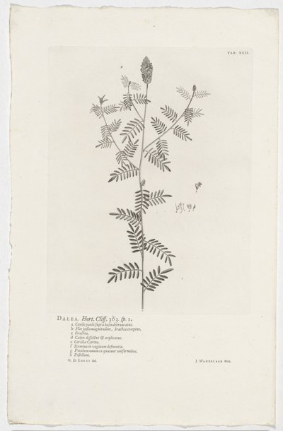 Dalea alopecuroides Dalea. Hort. Cliff. 363. sp. 1 (otsikko objektissa) tekijältä Jan Wandelaar