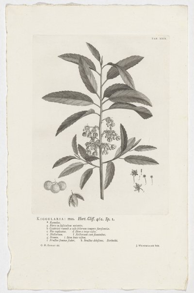 Kiggelaria afrikkalainen Kiggelaria: mas. Hort. Cliff. 462. sp. 1 (otsikko objektissa) tekijältä Jan Wandelaar
