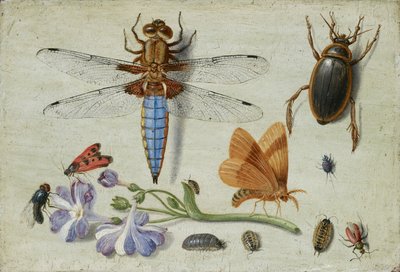 Kukkopuukko, kovakuoriainen, puutäi ja muut hyönteiset, korvonoksalla, 1650-luvun alku tekijältä Jan van Kessel