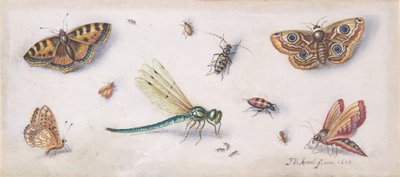 Hyönteiset, perhoset ja sudenkorento, 1600-luku. tekijältä Jan van Kessel