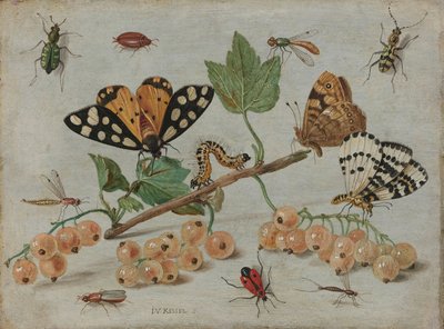 Hyönteisiä ja hedelmiä, noin 1660-5 (öljy kuparille). tekijältä Jan van Kessel the Elder