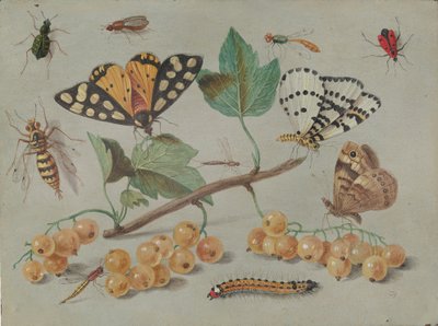Tutkimus perhosista ja hyönteisistä, n. 1655. tekijältä Jan van Kessel