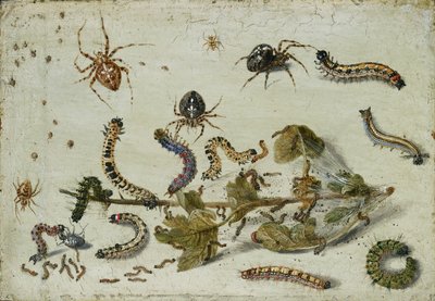 Erilaisia hämähäkkejä ja toukkia karviaisen oksalla, 1650-luvun alku tekijältä Jan van Kessel