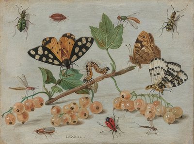 Hyönteiset ja hedelmät. Noin 1660-65 tekijältä Jan van Kessel the Elder