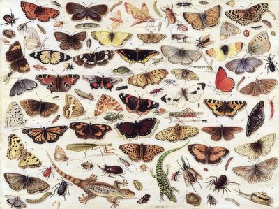 Perhosten ja muiden hyönteisten tutkimus. 1657 tekijältä Jan van Kessel the Elder