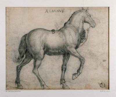 Opiskelu hevoselle Piirustus Giovanni Stradano (Jan van der Straet) (1523-1605) Firenze, Printtien ja piirustusten laitos, Uffizi (toimistot) tekijältä Jan van der Straet