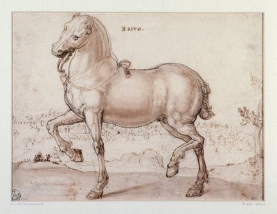 Opiskelu hevoselle Piirustus Giovanni Stradano (Jan van der Straet) (1523-1605) Firenze, Printtien ja piirustusten laitos, Uffizi (toimistot) tekijältä Jan van der Straet