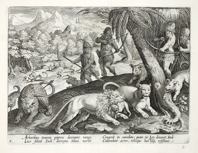 Intiaanit ampuvat nuolilla leijonia, jotka ovat vangiksineet apinoita suuhunsa, kuvitus teoksesta "Venationes, Ferarum, Avium, Piscium" (Metsästys: Wild Beasts, Birds, Fish), kaiverrettu Jan Collaert (15) tekijältä Jan van der Straet