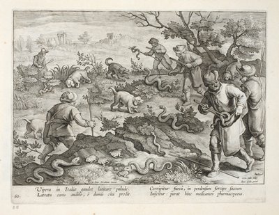 Italialaiset kyykäärmeet syövät rupikonnat, levy 60, kuva julkaisusta "Venationes, Ferarum, Avium, Piscium" (Metsästys: Wild Beasts, Birds, Fish), kaiverrus Jan Collaert (1566-1628), pub. kirjoittanut Phillipus Gallaeus tekijältä Jan van der Straet