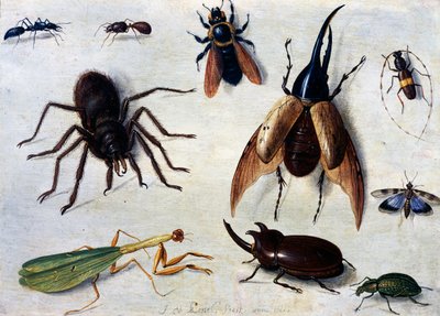 Ötökät tekijältä Jan van the Elder Kessel