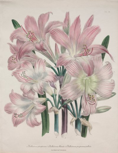 Belladonna Lily: Amaryllis belladonna tekijältä Jane Loudon