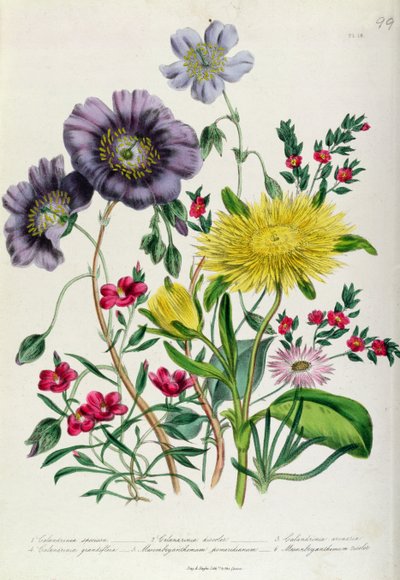 Calandrinia, levy 18 The Ladies Flower Gardenista, julkaistu 1842 (värilitho) tekijältä Jane Loudon