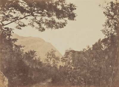 Acacia, Como tekijältä Jane Martha St. John