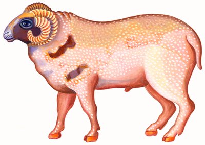 Oinas, oinas, 1996, (tussi ja guassi) tekijältä Jane Tattersfield