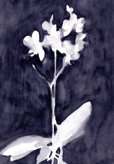 Orchid Impression in Dark Blue Gray, n. 2019 (vesiväri paperille). tekijältä Janel Bragg