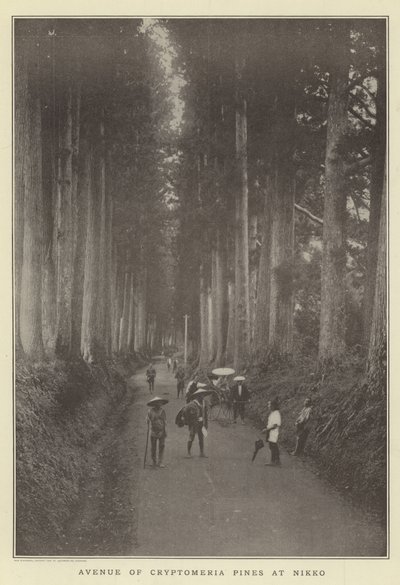 Avenue of Cryptomeria mäntyjä Nikkolla tekijältä Japanese Photographer