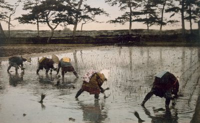 Viisi talonpoikaa istuttivat riisiä uudelleen riisipellolle, 1890-luku. tekijältä Japanese Photographer