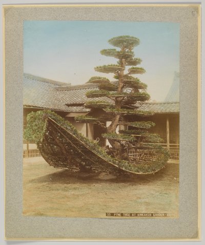 Pine Tree at Kinkakuji Garden, Kioto, Japan (käsinvärinen mustavalkokuva) tekijältä Japanese Photographer