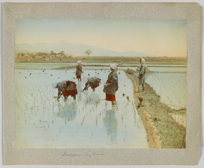 Riisin istutus, Japani (käsinvärinen mustavalkokuva) tekijältä Japanese Photographer