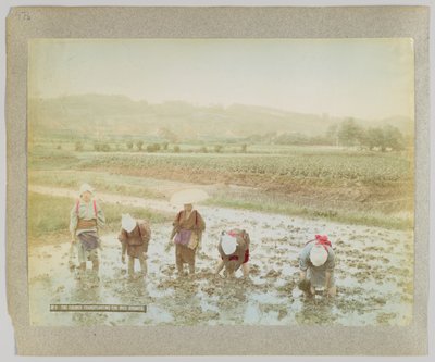 Riisinversojen istuttaminen, Japani (käsinvärinen mustavalkokuva) tekijältä Japanese Photographer