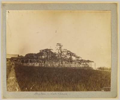Puut Biwa-järven rannalla, lähellä Kiotoa, Japani (m/v kuva) tekijältä Japanese Photographer