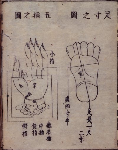 16029.b.5 fol.15v Kaavio käsien ja jalkojen akupunktiopisteistä japanilaisesta kommentista kiinalaiselle akupunktiotyölle, Shisijing fahui vuodelta 1341, Hua Shou, Kioto tekijältä Japanese School