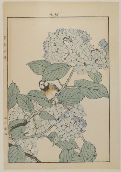 Lintu hortensialla, Meiji-kausi, n. 1868-1912 (värillinen puupainatus) tekijältä Japanese School