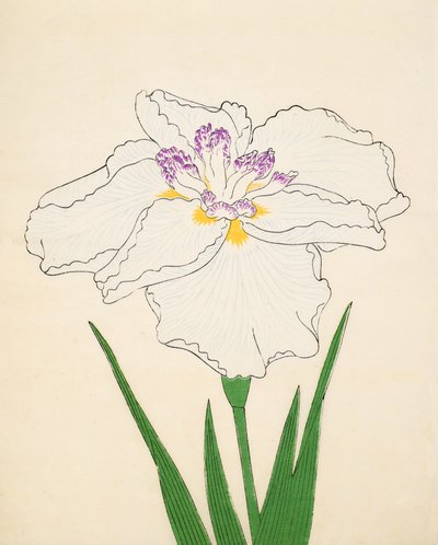 Cho-Hiyen, nro 91, 1890 (värillinen puupainatus) tekijältä Japanese School
