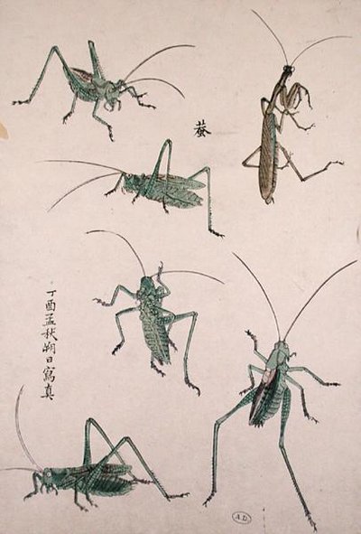 Heinäsirkat (värillinen puupalikkaprintti) tekijältä Japanese School