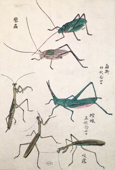 Heinäsirkat ja mantiset (värillinen puupalikkaprintti) tekijältä Japanese School