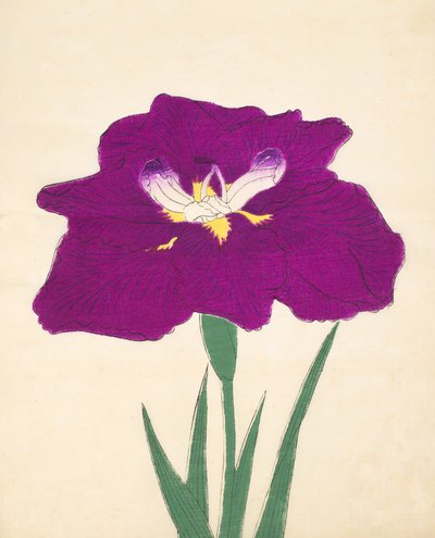Hizumen. -Hyo. 29, 1898 tekijältä Japanese School