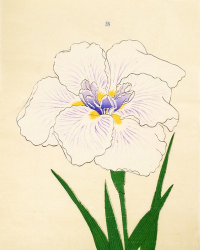 Manozuru, of. 28, 1890 tekijältä Japanese School