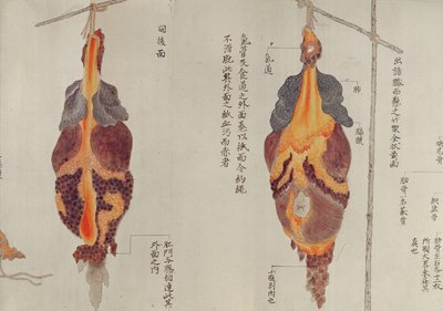 Keuhkot vuoden 1796 kidutuksen uhrin dissektiosta, Midorin lääkärin makimonosta, 1842 (kynä & muste ja wc paperilla) tekijältä Japanese School